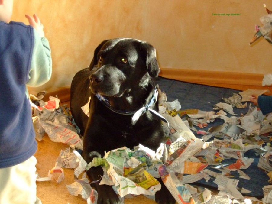 Tierisch Stark Gemeinsam für Mensch und Hund Seminare / Veranstaltungen